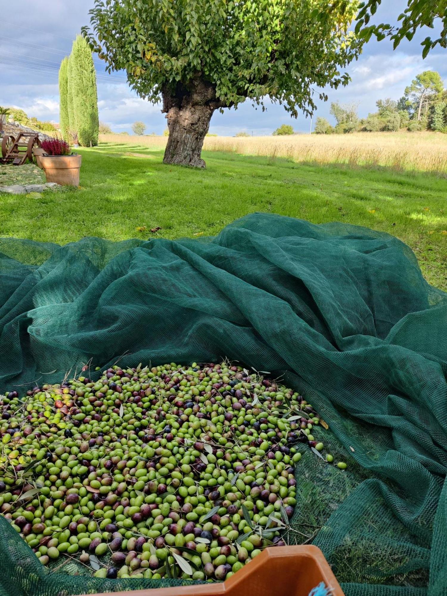 Gite Proche De La Bambouseraie Boisset-et-Gaujac Extérieur photo